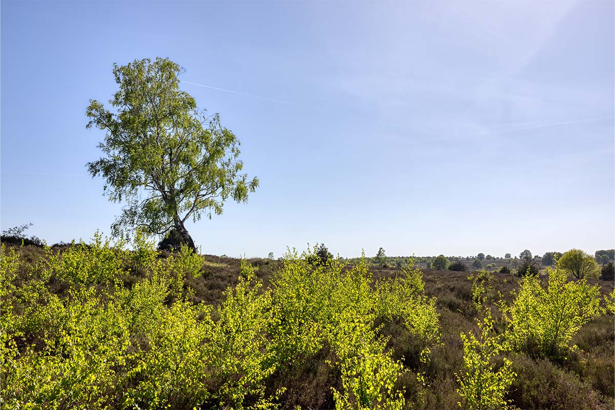 rabobank-landschap-1