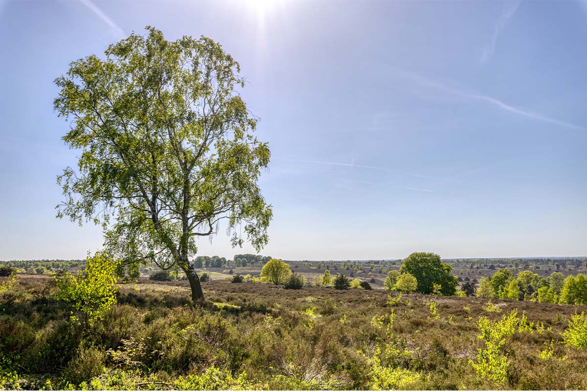 rabobank-landschap-6