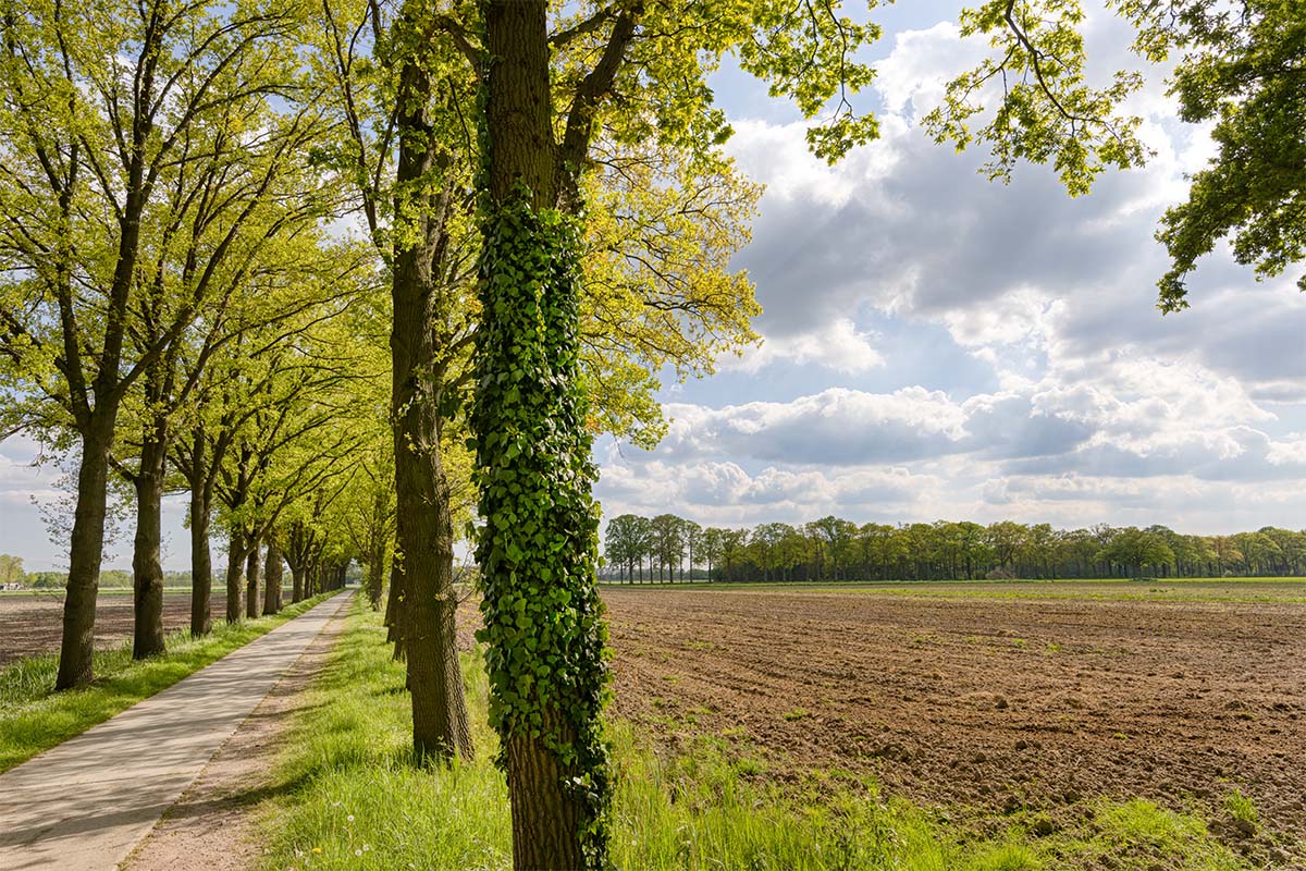 rabobank-landschap-7