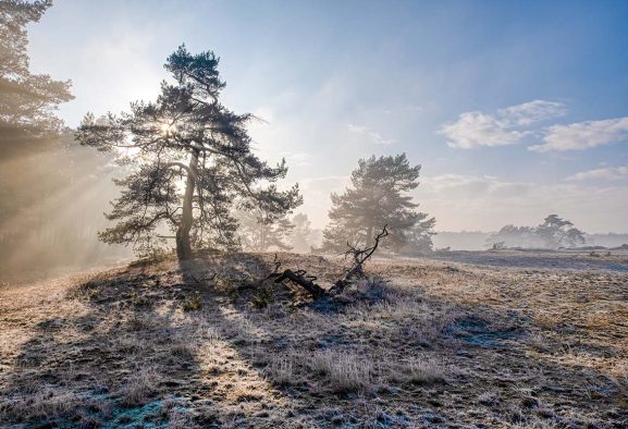 rabobank-landschap-4